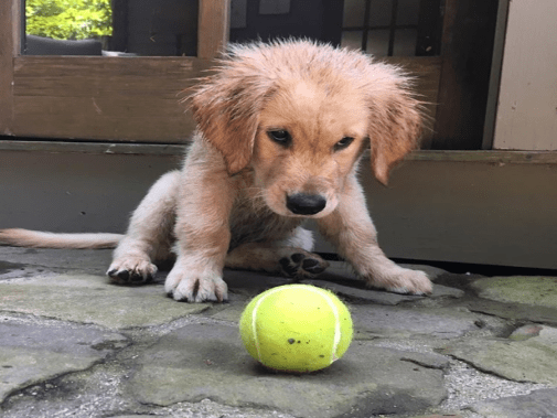 puppy with ball